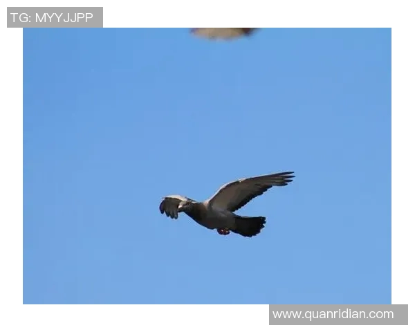 靖宇足球比赛决赛精彩视频直播全程回顾与精彩瞬间分享