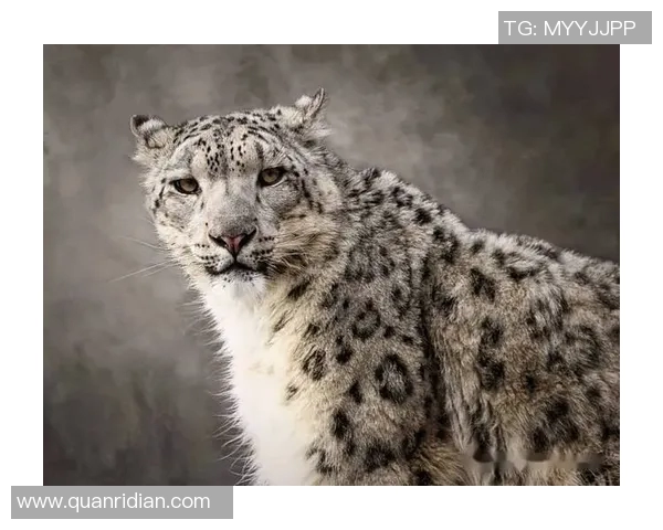 石家庄永昌与天山雪豹激战正酣谁能笑到最后争夺胜利荣耀 石家庄永昌与天山雪豹激战正酣谁能笑到最后争夺胜利荣耀